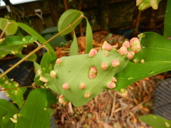 Aceria boisi