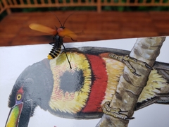 Chauliognathus faustus