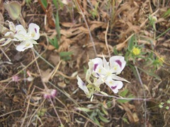 Calochortus eurycarpus