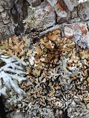 Hypogymnia bitteri