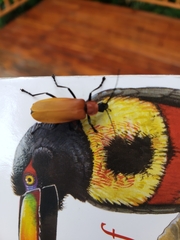 Chauliognathus faustus