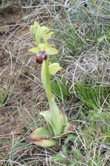 Ophrys vasconica