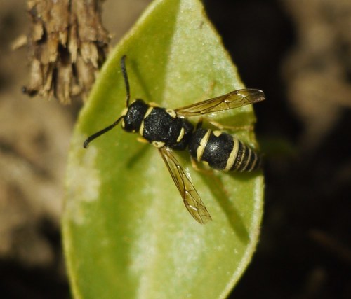 Syneuodynerus egregius
