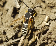 Hemipterochilus bembeciformis