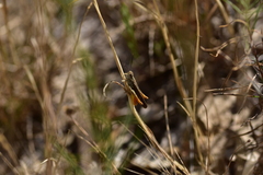 Chorthippus maritimus