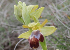 Ophrys vasconica