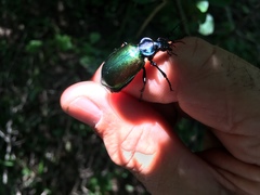 Calosoma sycophanta