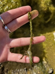 Elodea nuttallii