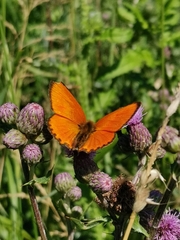 Lycaena virgaureae