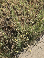 Lactuca serriola