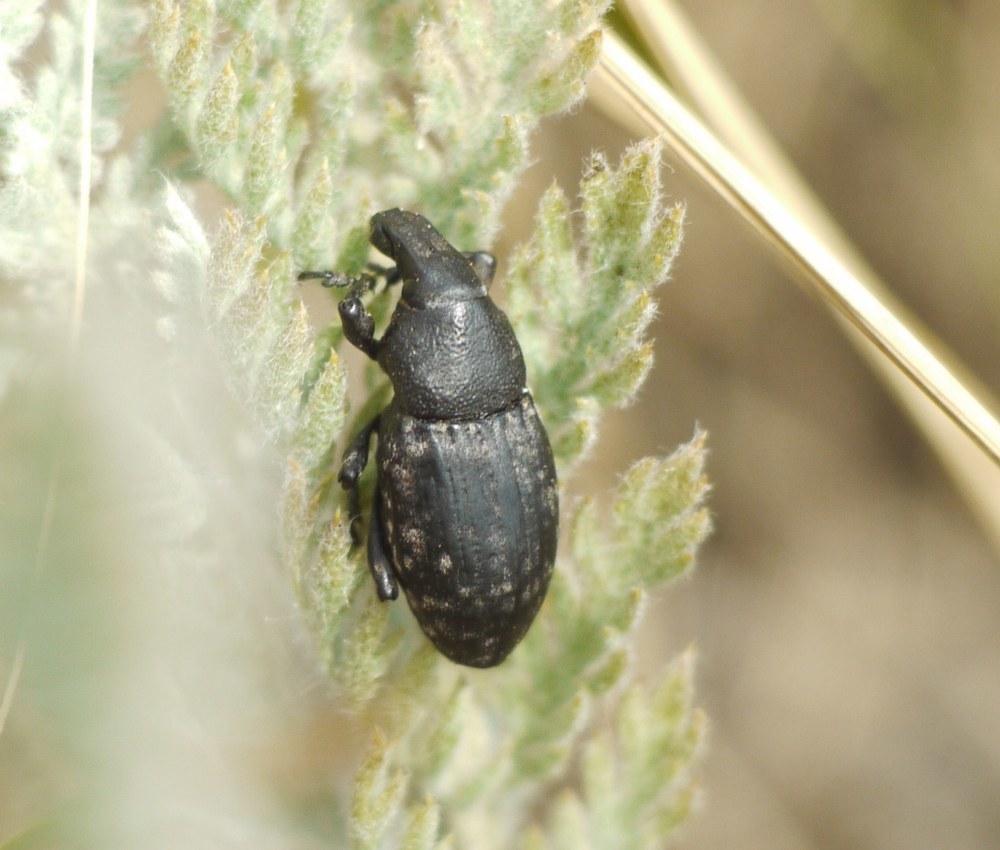 Leucophyes pedestris