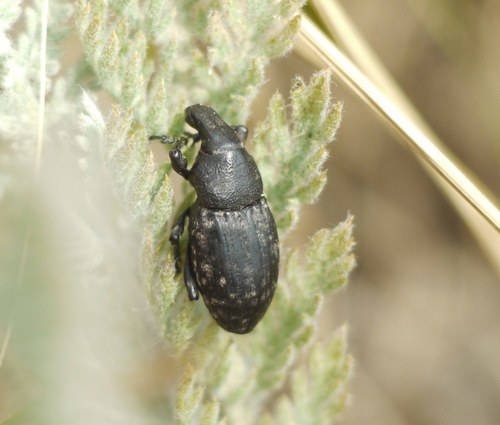 Leucophyes pedestris