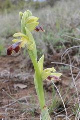 Ophrys vasconica