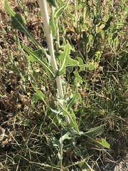 Lactuca serriola