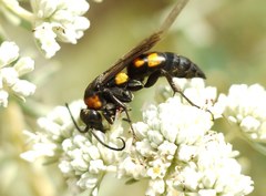 Eoferreola erythraea