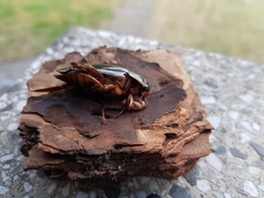 Dytiscus dimidiatus