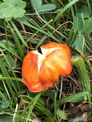 Hygrocybe intermedia