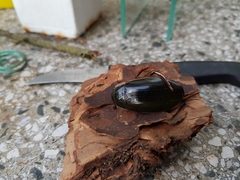 Dytiscus dimidiatus