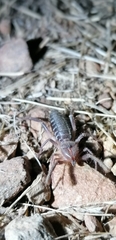 Gluvia dorsalis