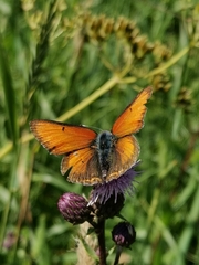 Lycaena hippothoe