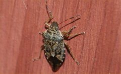 Podisus serieventris