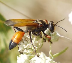 Sphex flavipennis
