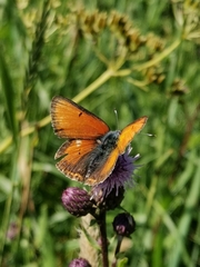 Lycaena hippothoe
