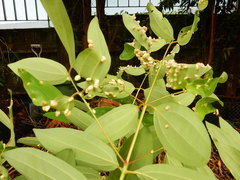 Aceria boisi