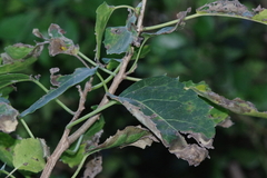 Cordia caffra