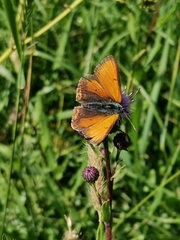 Lycaena hippothoe