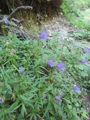 Campanula cochleariifolia