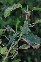 Cordia caffra