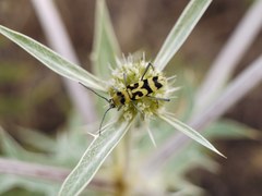 Chlorophorus varius