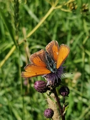 Lycaena hippothoe