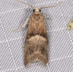 Acrobasis demotella