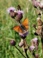 Lycaena hippothoe