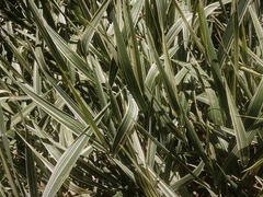 Phalaris arundinacea picta
