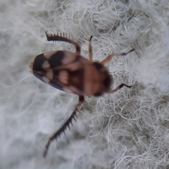 Anoscopus