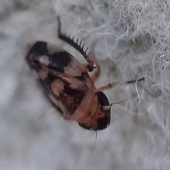 Anoscopus
