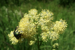 Thalictrum lucidum