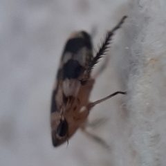 Anoscopus