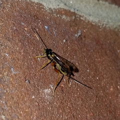 Spilopteron occiputale