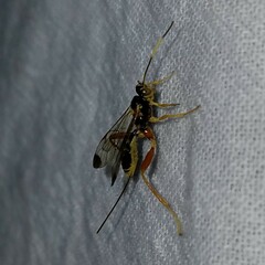 Spilopteron occiputale