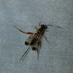 Spilopteron occiputale