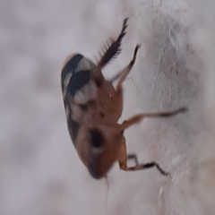Anoscopus