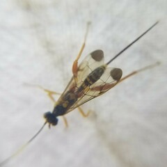 Spilopteron occiputale