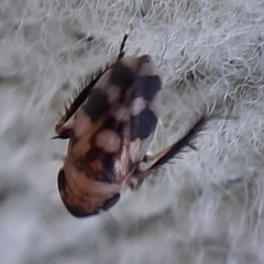 Anoscopus