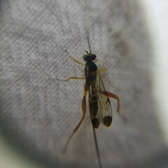 Spilopteron occiputale