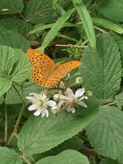 Argynnis paphia