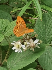 Argynnis paphia